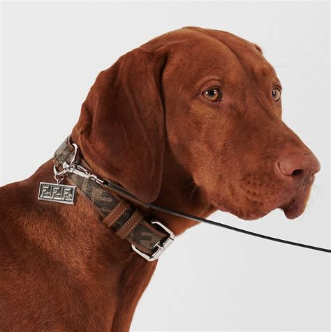 fendi dog collar|designer inspired dog collar.